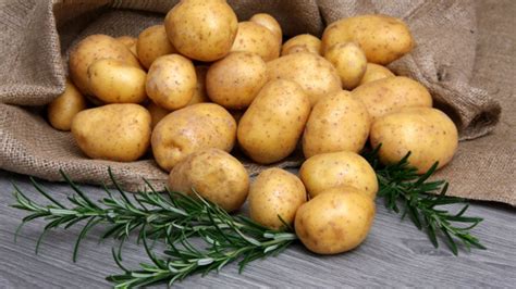 çuvalda patates ne zaman ekilir